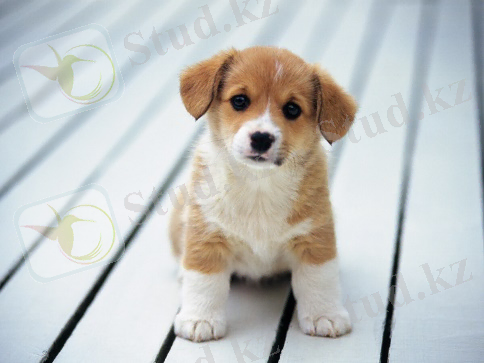 https://avatars.mds.yandex.net/get-zen_doc/1887828/pub_5d5026c98600e100aebf96c7_5d5026e9a98a2a00ad97eb7c/scale_1200