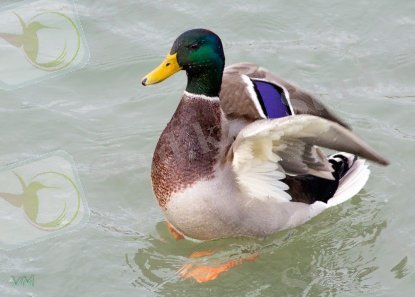 https://birds.kz/photos/0087/002/00870095401.jpg