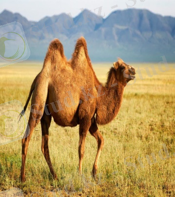 https://avatars.mds.yandex.net/get-zen_doc/57035/pub_5ae50b052f578c0c7246748e_5ae50bdb9d5cb343d6ff4663/scale_1200