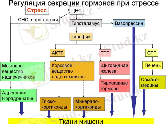 https://f2.24open.ru/MMAAXyotD1.jpg