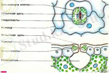 https://www.bibliofond.ru/wimg/17/870481.files/image003.jpg