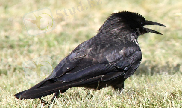 https://birds.kz/photos/0134/001/01340026403.jpg