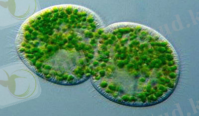 http://animal.comyr.com/image/algae/hlorella.jpg