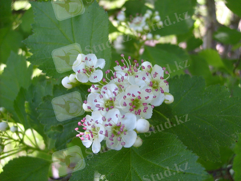 https://www.altzapovednik.ru/AltZapovednik/ContentAttachments/559031/1d372ee5-412f-439e-a9b2-a4d3e6eac4a0.JPG