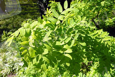 https://upload.wikimedia.org/wikipedia/commons/thumb/7/75/Caragana_boisii4.jpg/375px-Caragana_boisii4.jpg