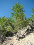 Populus talassica