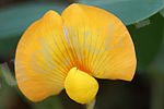 https://upload.wikimedia.org/wikipedia/commons/thumb/4/41/Ground_Nut_flower.jpg/150px-Ground_Nut_flower.jpg