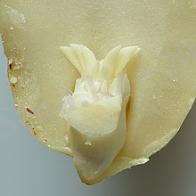https://upload.wikimedia.org/wikipedia/commons/thumb/c/c8/Peanut_plumule_and_radicle.jpg/220px-Peanut_plumule_and_radicle.jpg
