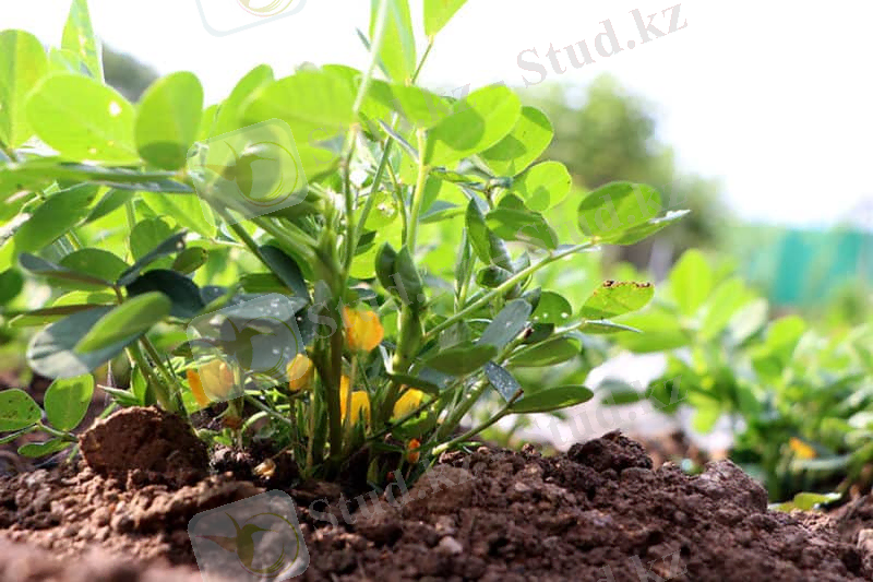 https://morningchores.com/wp-content/uploads/2020/04/growing-peanuts-800x533.jpg