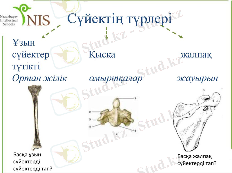 C:\Users\Коси\Desktop\суйек.jpg