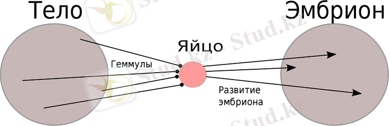 1920px-Darwin's_Pangenesis-ru.svg.png