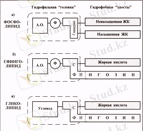 http://kzref.org/tairibi-biologiyali-membranani-otkizgishtik-mehanizmi-iondi-ka/37981_html_m7b383f80.png