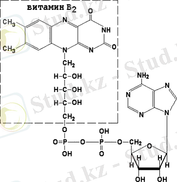 http://dendrit.ru/files/05biopho1.gif