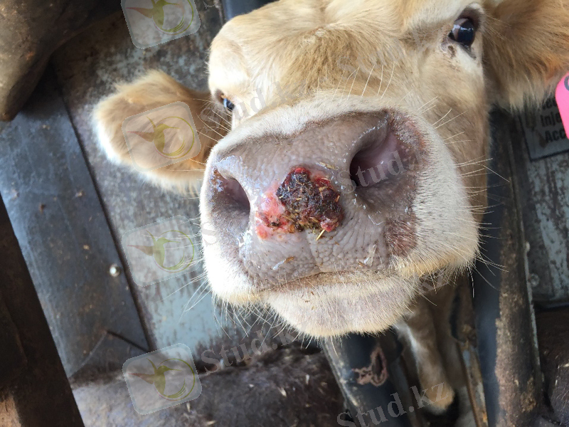 https://www.agric.wa.gov.au/sites/gateway/files/Nasal%20lesion%20-%20Copy.JPG