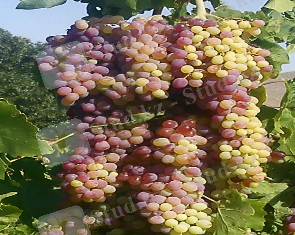 Abhar-iran