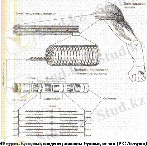 http://ebooks.semgu.kz/ebook/7/images/1170/819/clip_image004.gif