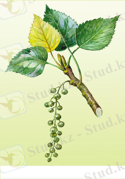 medherb152