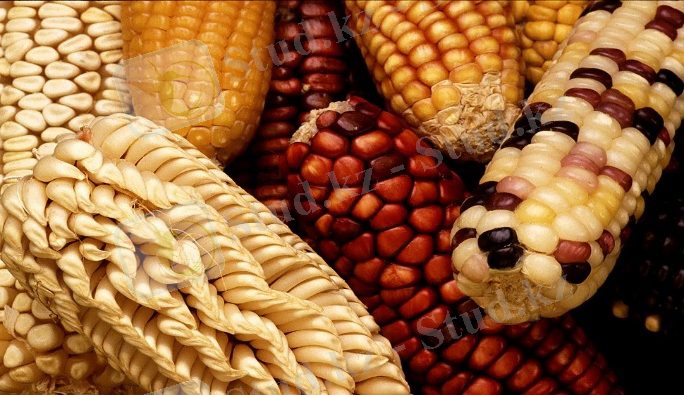 https://upload.wikimedia.org/wikipedia/commons/thumb/f/fe/GEM_corn.jpg/970px-GEM_corn.jpg