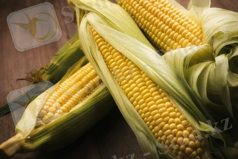 https://agro-matik.ru/netcat_files/multifile/2567/1350/imgs_touch_1_.jpg