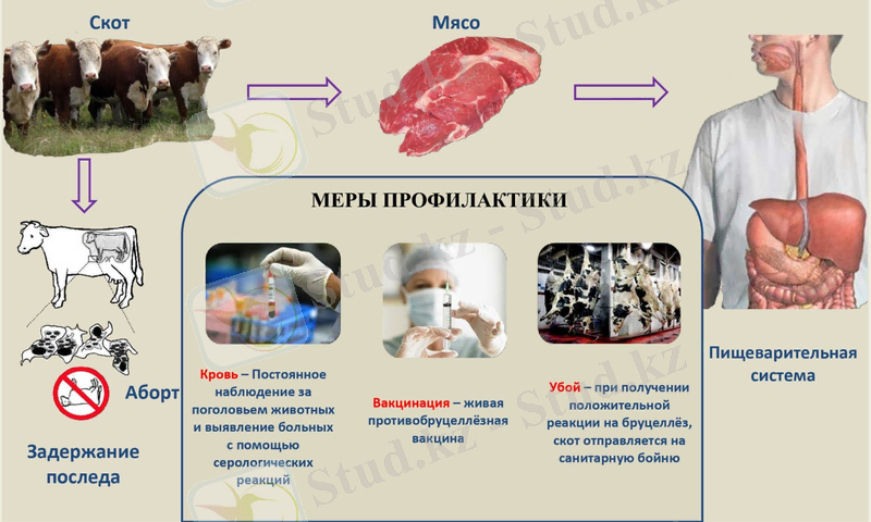 brucellez_plakat_26.06.2019.jpg