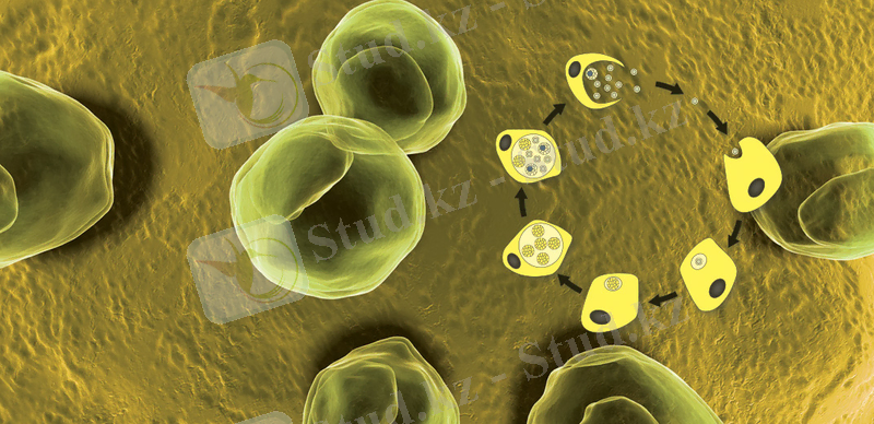 Chlamydia.jpg