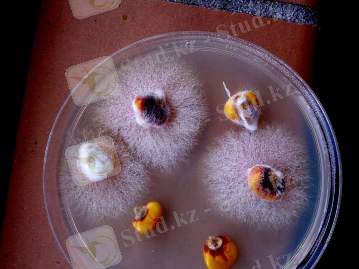 pathogenic-fungus-Fusarium-threatens-integrity-of-corn.jpg