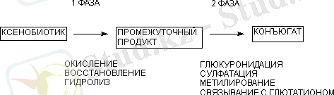 http://www.medline.ru/public/monografy/toxicology/p4-toxicokinetics/img/t-p79.gif