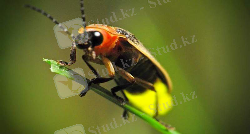 http://zagadki.info/pic/zag/all/58847b2c3cec2.jpg