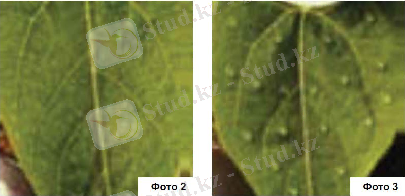 https://www.syngenta.kz/sites/g/files/zhg391/f/opryskivanie5.jpg