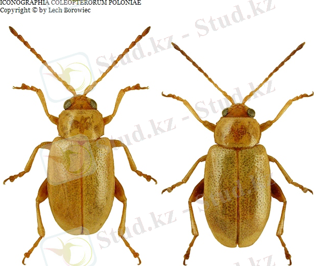http://coleoptera.ksib.pl/colpolon/Aphthona%20abdominalis_ov.jpg