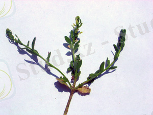 http://www.avgust.com/images/1_2007/Belarus2.jpg