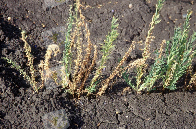http://www.betaren.ru/photoz/bolezni_vrediteli/fusarium.jpg