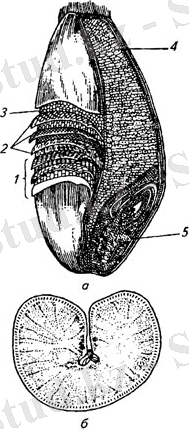 http://sinref.ru/000_uchebniki/04200produkti/103_sovremenaia_tehnika_i_tehnologia_muki_butkovski_2006/000/005.jpg