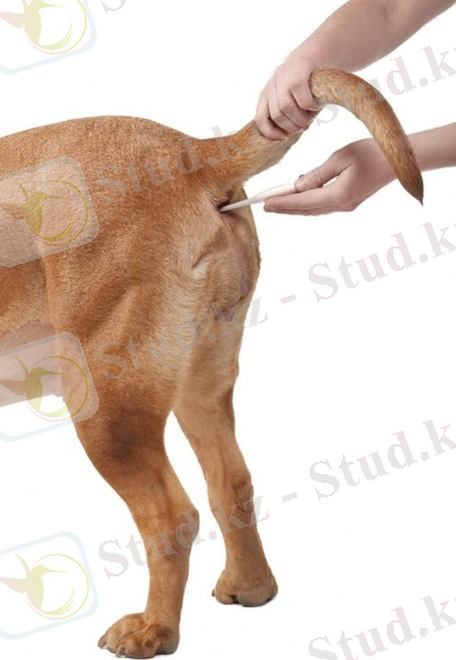 what-is-a-dog39s-normal-temperature-100-1025f-if-taking-for-dogs-normal-temp-photography-531x800.jpg