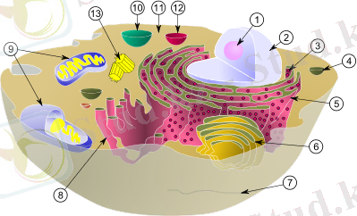 C:\Users\user\Desktop\400px-Biological_cell.svg.png