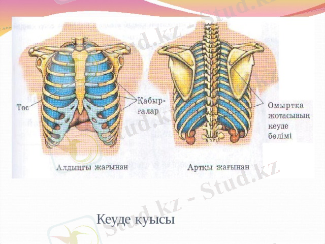https://fsd.multiurok.ru/html/2018/01/05/s_5a4f888539420/img15.jpg