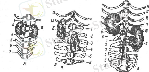 http://s020.radikal.ru/i714/1510/00/caa1a6969928.jpg