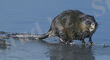 C:\Users\User\Desktop\Киттер\220px-Ondatra_zibethicus_FWS.jpg