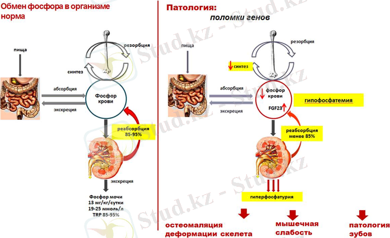 http://rickets.ru/sites/rickets/files/images/pages/scheme-gfr.jpg
