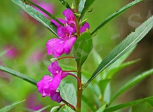 Impatiens balsamina