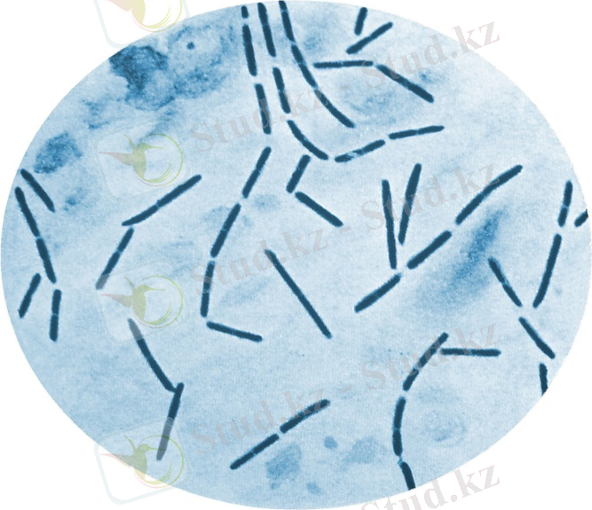 Картинки по запросу Clostridium septicum