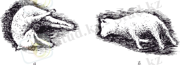 C:\Users\Мереке\Desktop\i_027.png
