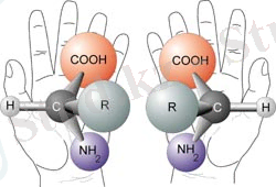 C:\Users\Akzhan\Desktop\Chirality_with_hands.jpg