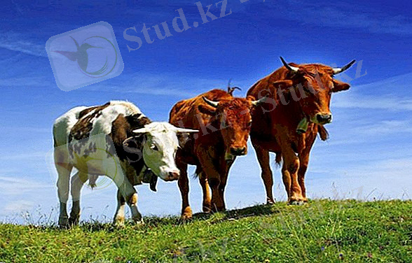 C:\Users\KOZHASSULTAN\Desktop\skolko-v-srednem-vesit-korova-i-ot-chego-zavisit-ves-2.jpg
