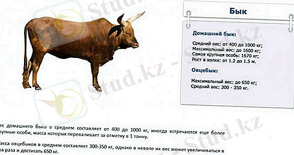 C:\Users\KOZHASSULTAN\Desktop\skolko-v-srednem-vesit-korova-i-ot-chego-zavisit-ves-3.jpg