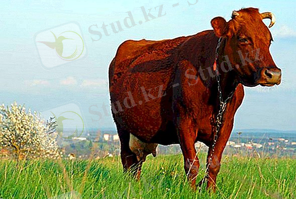 C:\Users\KOZHASSULTAN\Desktop\skolko-v-srednem-vesit-korova-i-ot-chego-zavisit-ves-5.jpg