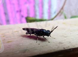 Чёрная львинка Black Soldier Fly - А вы знаете что ... 