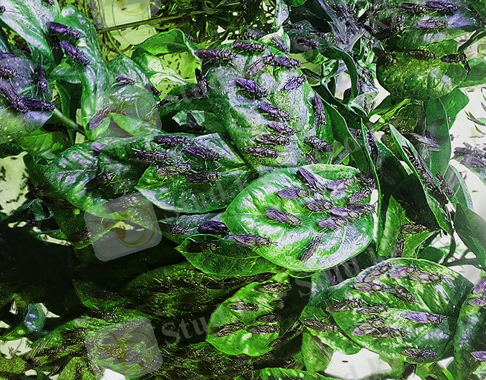 Муха Черная львинка