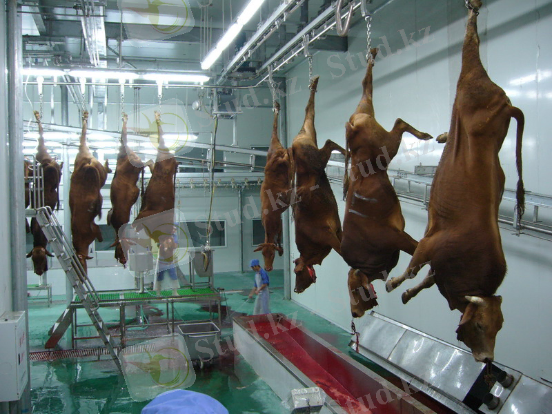 https://michaelkonik.com/wp-content/uploads/2011/05/cows.jpg
