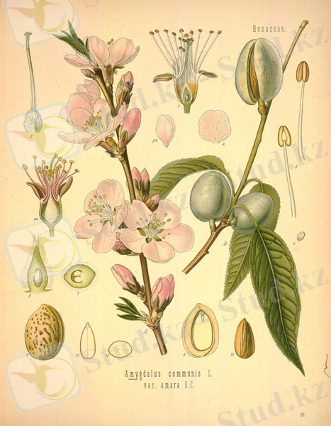 C:\Users\hp\Downloads\Köhler's_Medizinal-Pflanzen_in_naturgetreuen_Abbildungen_mit_kurz_erläuterndem_Texte_(Plate_94)_(8231713901).jpg
